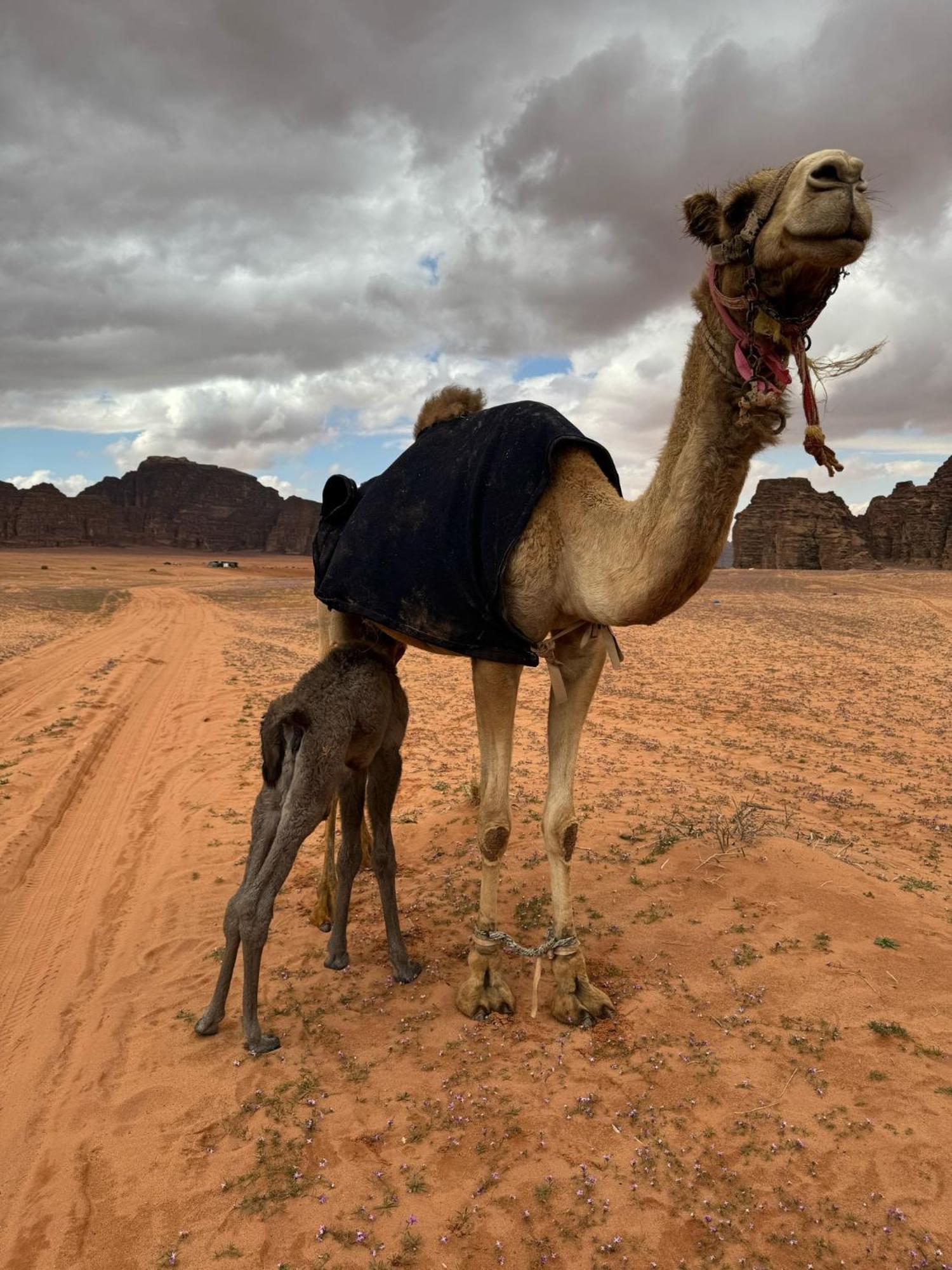 Hotel Sunrise Luxury Camp Wadi Rum Exterior foto